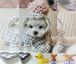 Small #1 Maltese