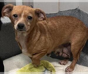 Chihuahua-Unknown Mix Dogs for adoption in San Antonio, TX, USA
