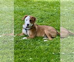 Small #3 Labrador Retriever Mix
