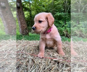 Golden Retriever Puppy for sale in KINGSPORT, TN, USA