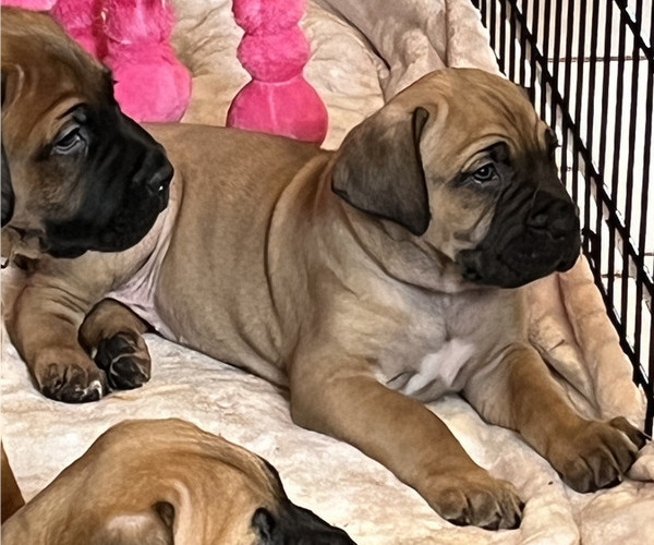 Medium Photo #4 Cane Corso Puppy For Sale in MARION, OH, USA