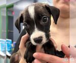 Small #1 Labrador Retriever Mix