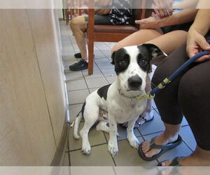 American Staffordshire Terrier-Unknown Mix Dogs for adoption in Ocala, FL, USA