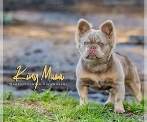 Father of the French Bulldog puppies born on 02/24/2025
