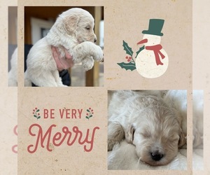 Goldendoodle Puppy for sale in MARYVILLE, MO, USA
