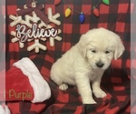 Small Photo #7 English Cream Golden Retriever Puppy For Sale in DEARBORN, MO, USA
