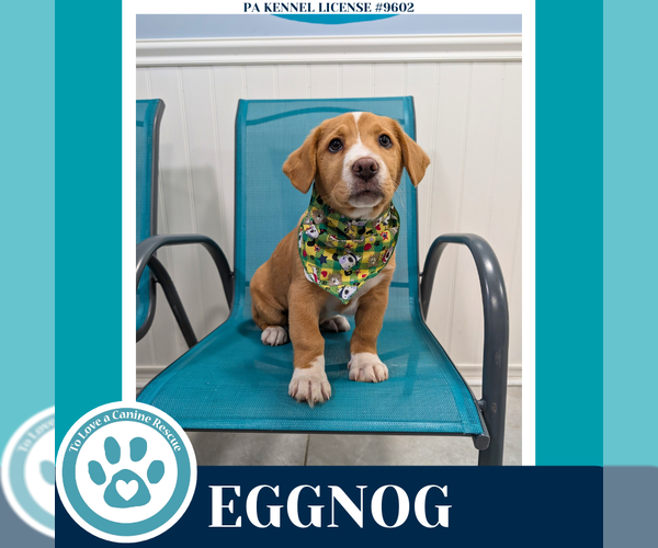 Medium Photo #4 Labrador Retriever-Unknown Mix Puppy For Sale in Kimberton, PA, USA