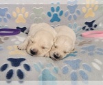 Small #5 English Cream Golden Retriever