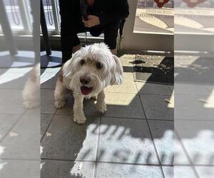 Mutt Dogs for adoption in San Antonio, TX, USA