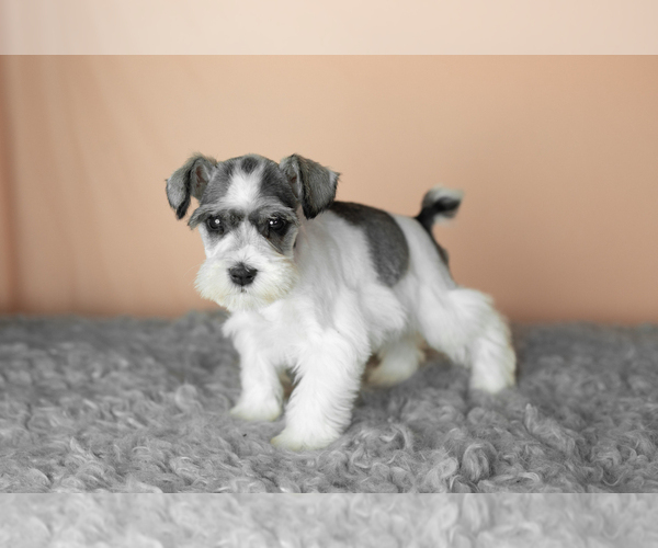 Medium Photo #21 Schnauzer (Miniature) Puppy For Sale in MILLERSBURG, IN, USA