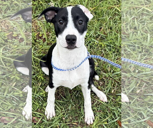 Medium Photo #6 Mutt Puppy For Sale in Sanford, FL, USA