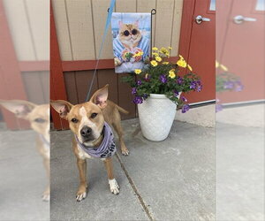 Mutt Dogs for adoption in Fairbanks, AK, USA