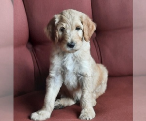 Goldendoodle-Unknown Mix Puppy for sale in NEW HOLLAND, PA, USA