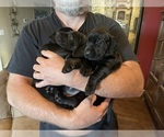 Small #5 Dachshund-Labrador Retriever Mix