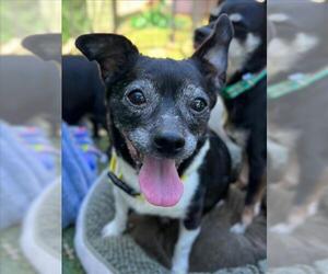 Chihuahua Dogs for adoption in Woodland, CA, USA