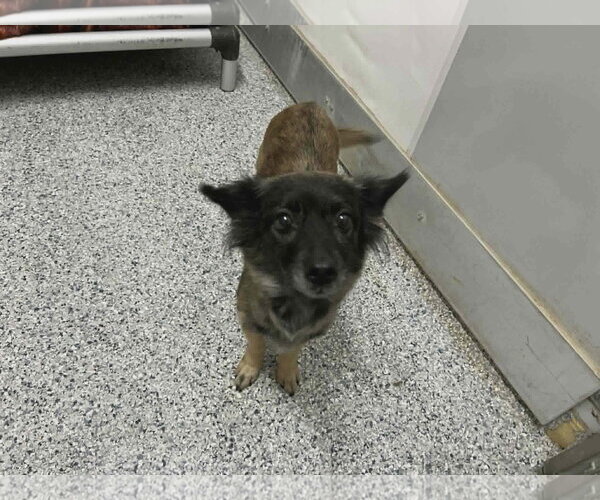 Medium Photo #4 Pomeranian-Unknown Mix Puppy For Sale in Grafton, WI, USA