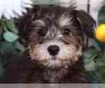 Small Schnoodle (Miniature)