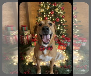 Elvis - Male Mutt Dog for Adoption - Photo #8