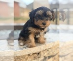 Small #1 Yorkshire Terrier