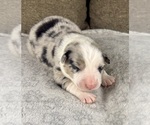 Small Photo #92 Australian Shepherd Puppy For Sale in SALISBURY, NC, USA