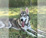 Small #1 Siberian Husky