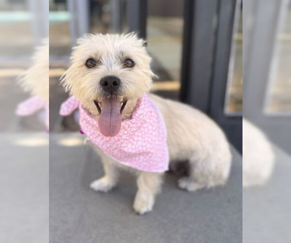 Medium Photo #3 Mutt Puppy For Sale in Corona, CA, USA