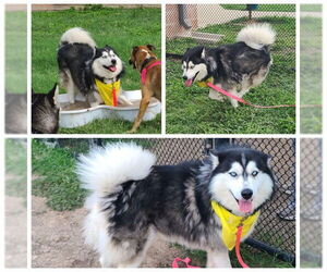 Alaskan Malamute-Unknown Mix Dogs for adoption in San Antonio, TX, USA