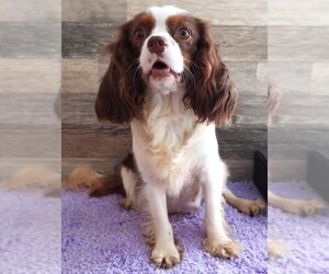 Mother of the Cavapoo puppies born on 07/14/2025