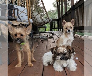 Chiranian Puppy for sale in OROVILLE, CA, USA