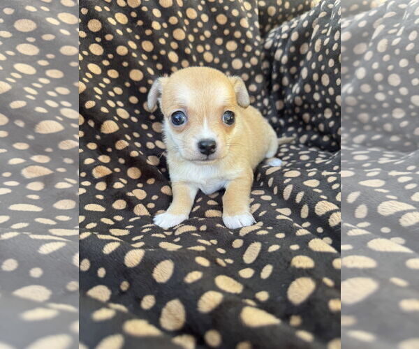 Medium Photo #3 Poodle (Miniature)-Unknown Mix Puppy For Sale in Marina Del Rey, CA, USA