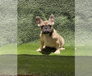 French Bulldog Puppy for sale in VICTORVILLE, CA, USA