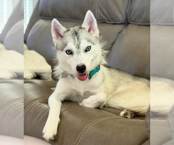 Medium Photo #1 Siberian Husky Puppy For Sale in Carrollton, TX, USA
