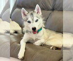 Small Siberian Husky
