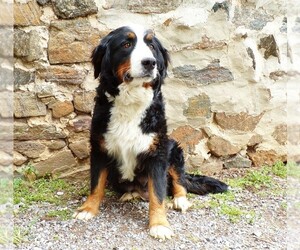Mother of the Bernese Mountain Dog puppies born on 02/20/2025