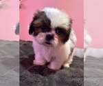 Small Photo #34 Shih Tzu Puppy For Sale in VENETA, OR, USA
