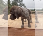 Small #27 German Shorthaired Pointer