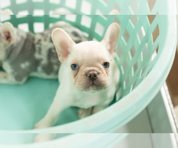 Medium Photo #6 French Bulldog Puppy For Sale in NAPPANEE, IN, USA
