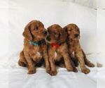 Small Photo #1 Goldendoodle Puppy For Sale in HAPPYLAND, MN, USA
