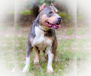 Mother of the American Bully puppies born on 08/05/2022