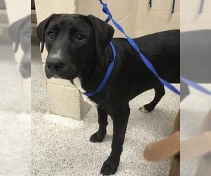 American Pit Bull Terrier-Unknown Mix Dogs for adoption in Conroe, TX, USA