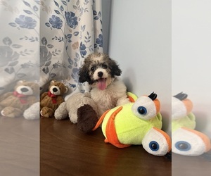Cockapoo (Miniature) Puppy for sale in DURHAM, CT, USA