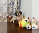 Litter of 4 - Male(s) and Female(s) Cockapoo (Miniature)Litter of Puppies for Sale - Small photo