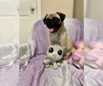 Small Photo #1 Pug Puppy For Sale in FALMOUTH, VA, USA