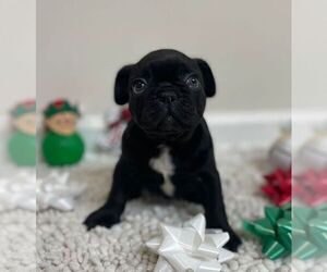 French Bulldog Puppy for sale in JOHNS ISLAND, SC, USA