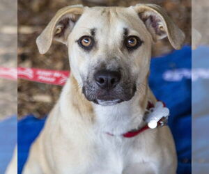 Rhodesian Ridgeback-Unknown Mix Dogs for adoption in Canton, CT, USA