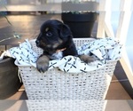 Puppy Marshall Miniature Australian Shepherd