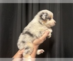 Puppy Royce Australian Shepherd