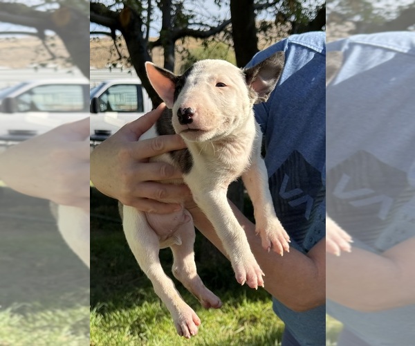 Medium Photo #10 Bull Terrier Puppy For Sale in RICHLAND, OR, USA
