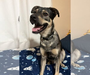 Mutt Dogs for adoption in Miami, FL, USA