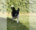 Small #1 Chihuahua Mix